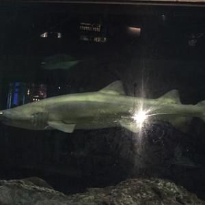 Meet your Posher, Steven